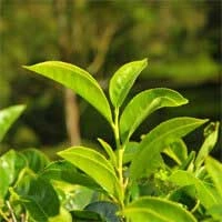 i-green-tea.webp